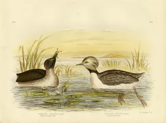 Grèbe à cou noir, 1891